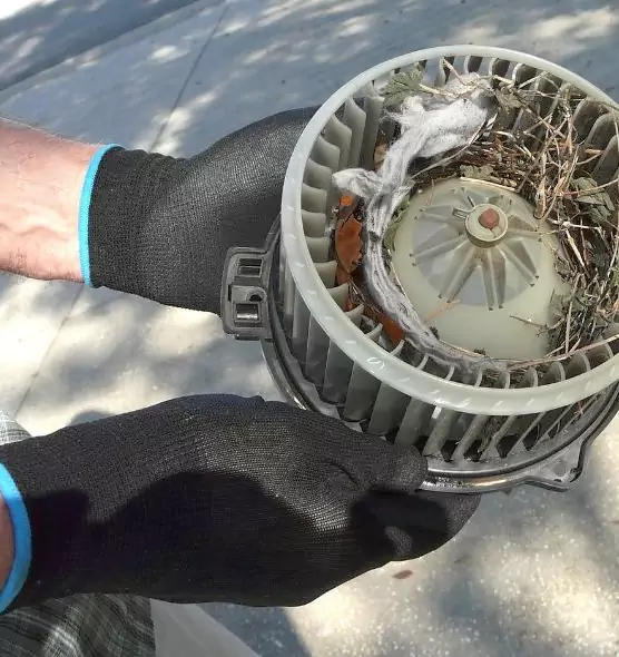 About Air Duct Rat Removal in Cibolo, TX